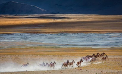 Horses