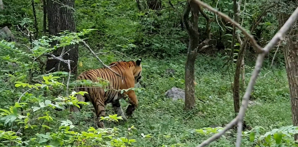 Sundarban Tiger Safari 3