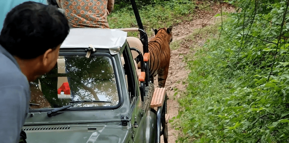 Sundarban Tiger Safari 4