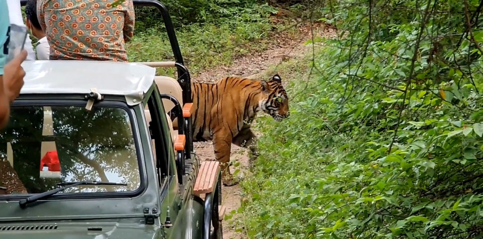 Sundarban Tiger Safari 6